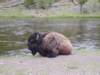 sleepingbuffalothemostdangerousanimalintheparkseemssoapproachabledontmakethatmistake_small.jpg